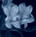 Blue Fractalus Flowers