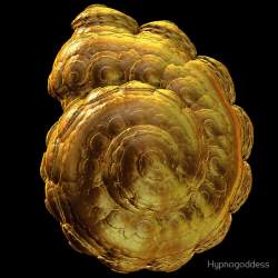 Golden Ammonite Fossil