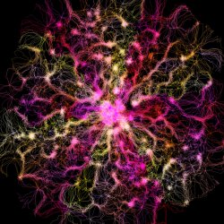 Neural Nebula