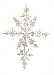 Snowflake Fern Tree