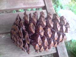 pineconeatomvortex