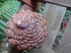 pine cone atom