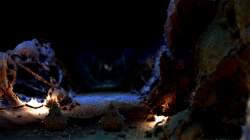 Zerg's cavern