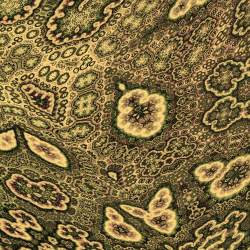 Microbial Carpet